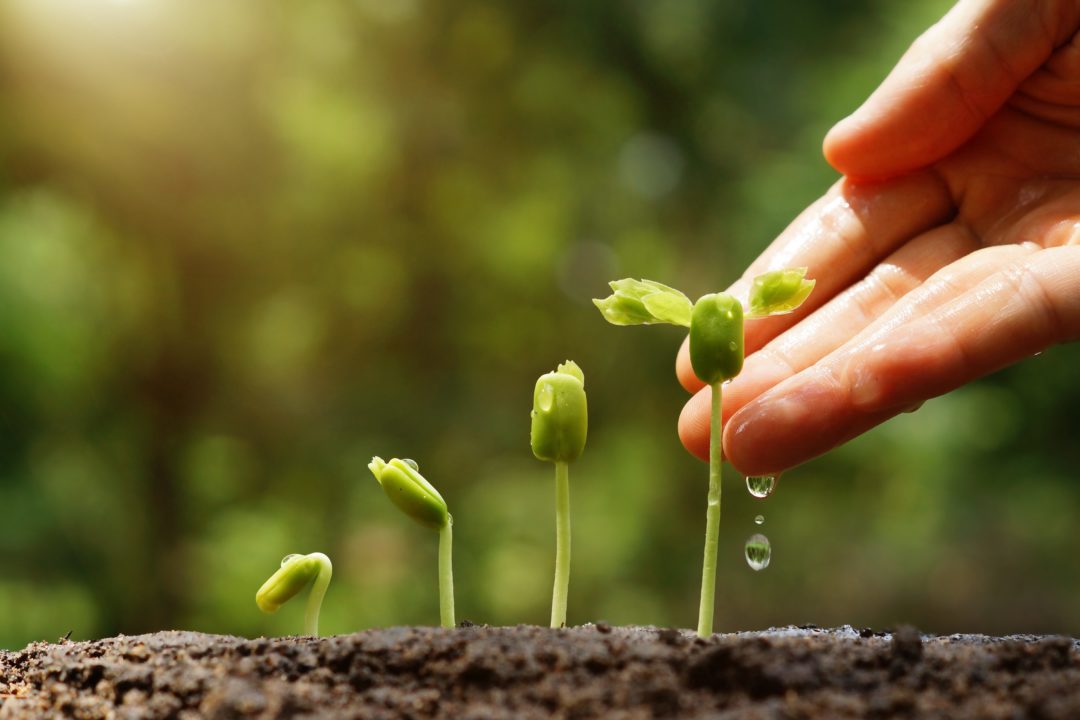 growing-plant-4 wet soil's high moisture content can be predicted through the electromagnetic properties